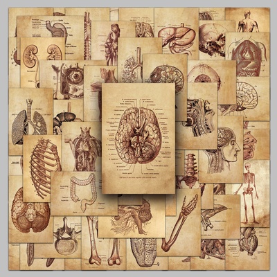 人体解剖医学复古贴纸简约ins风
