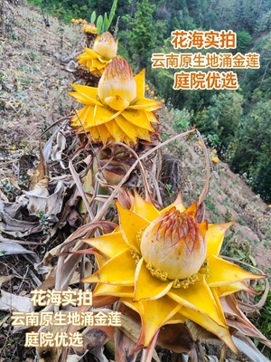 地涌金莲种根当年开花云南原生莲花种苗庭院地栽盆栽四季绿植种球