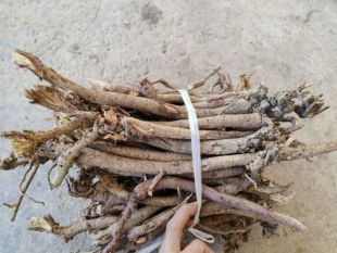 云南千斤拔正品红皮纯野生中药材独根吊马桩金牛尾泡酒煲汤