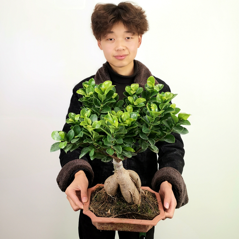 榕树盆景老桩四季常青净化空气室内植物小叶人参榕大绿植盆栽