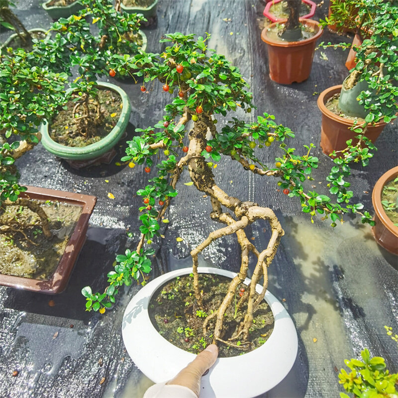 小叶福建茶盆景开花结果矮霸老桩掌上小精品造型四季常青耐寒雀梅