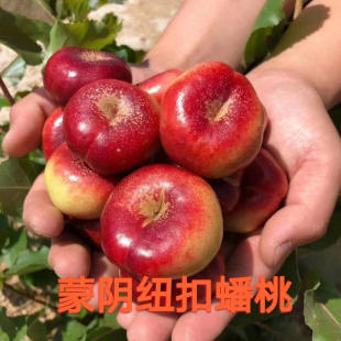 沂蒙山纽扣油蟠桃金钱油蟠桃迷你小油蟠桃纯甜香甜小油蟠包邮