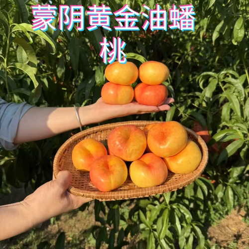 【顺丰快递】山东蒙阴黄油蟠桃黄金油蟠桃新鲜采摘现货包邮