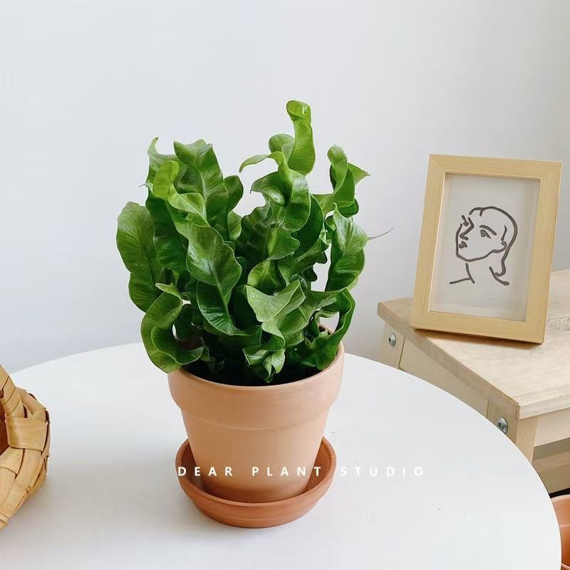 火焰鸟巢蕨盆栽室内客厅办公室桌面绿植花卉四季常青好养活观叶