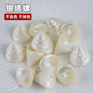 夜光塔螺珍珠塔螺天然海螺贝壳鱼缸造景水族装饰袖珍标本摆件