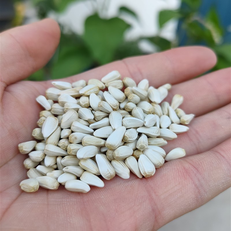 极速红花籽鸟食鸟粮饲n料中大型鸟食物玄风小太阳亚历山大瓜子450