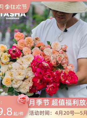 极速塔莎的花园 1加u仑经典勤花藤本灌木玫瑰盆栽多年生