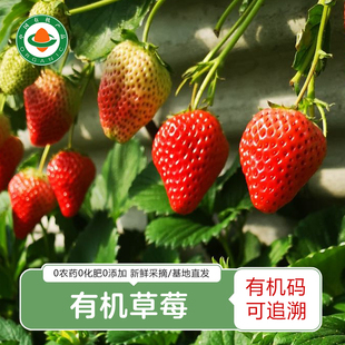 2025年新上市丹东99有机草莓新鲜免洗现摘现发孕妇儿童可食用 包邮