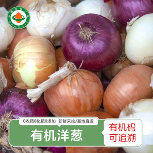 云南有机黄洋葱 新鲜采挖露天种植自然熟水果甜洋葱即食