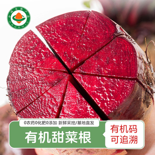 云南新鲜有机甜菜根 天然露天种植无农残红甜菜甜菜头榨汁红菜头