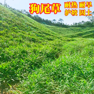 狗尾巴草种子多年生护坡王草籽耐旱观赏混合绿化草坪护坡草种子孑