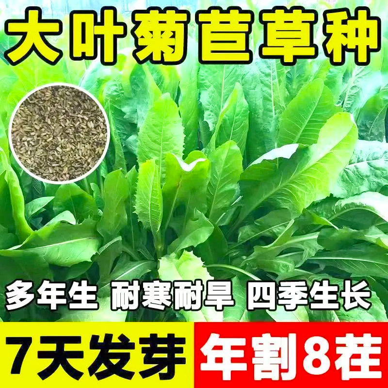 将军大叶菊苣草种籽子四季牧草种子羊牛兔鸡鸭鹅猪菜种孑开花再生