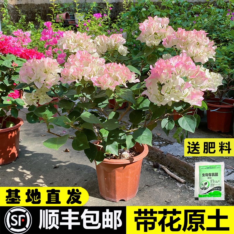 三角梅带花盆栽绿樱爬藤老桩红缨大苗四季O开花卡亚塔阳台植物