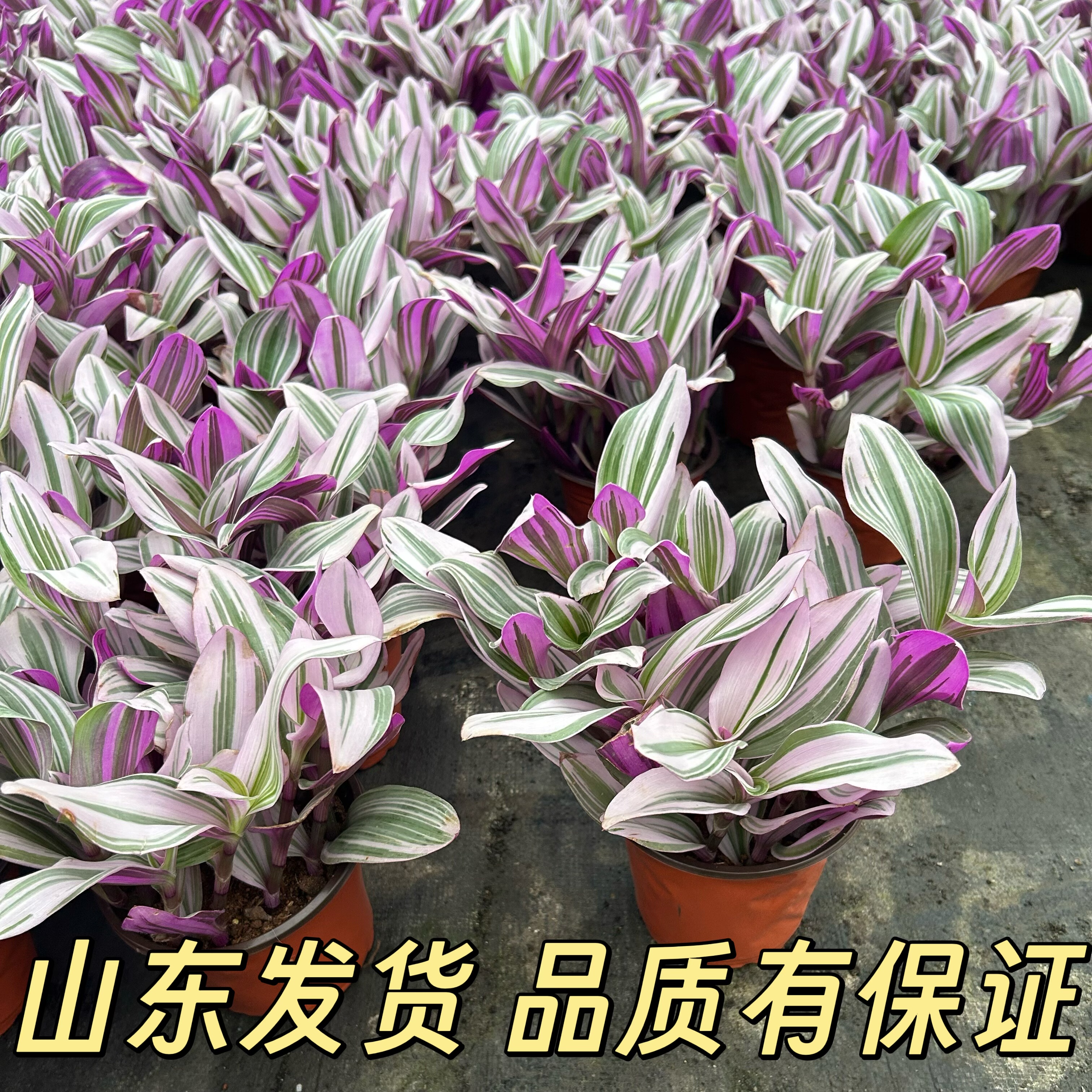 油画婚礼吊兰紫垂吊多肉锦花卉室内阳台绿植盆栽水培四季好养绚丽