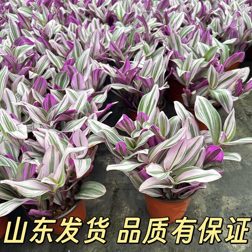 四季常粉好种易活精品吊兰