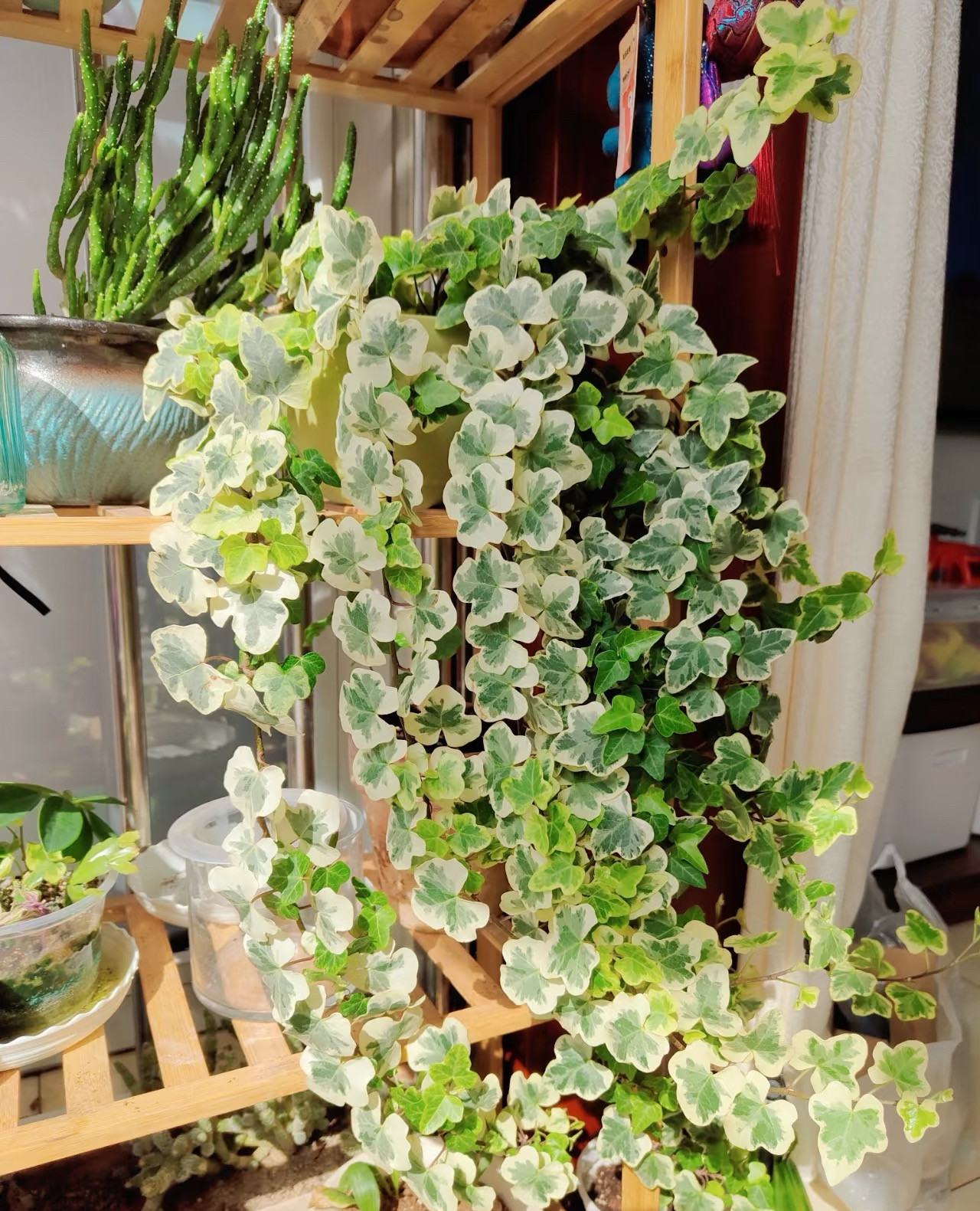 雪莹常春藤盆栽日本引进室内外阳台庭院吊篮绿植锦化易养观叶水培