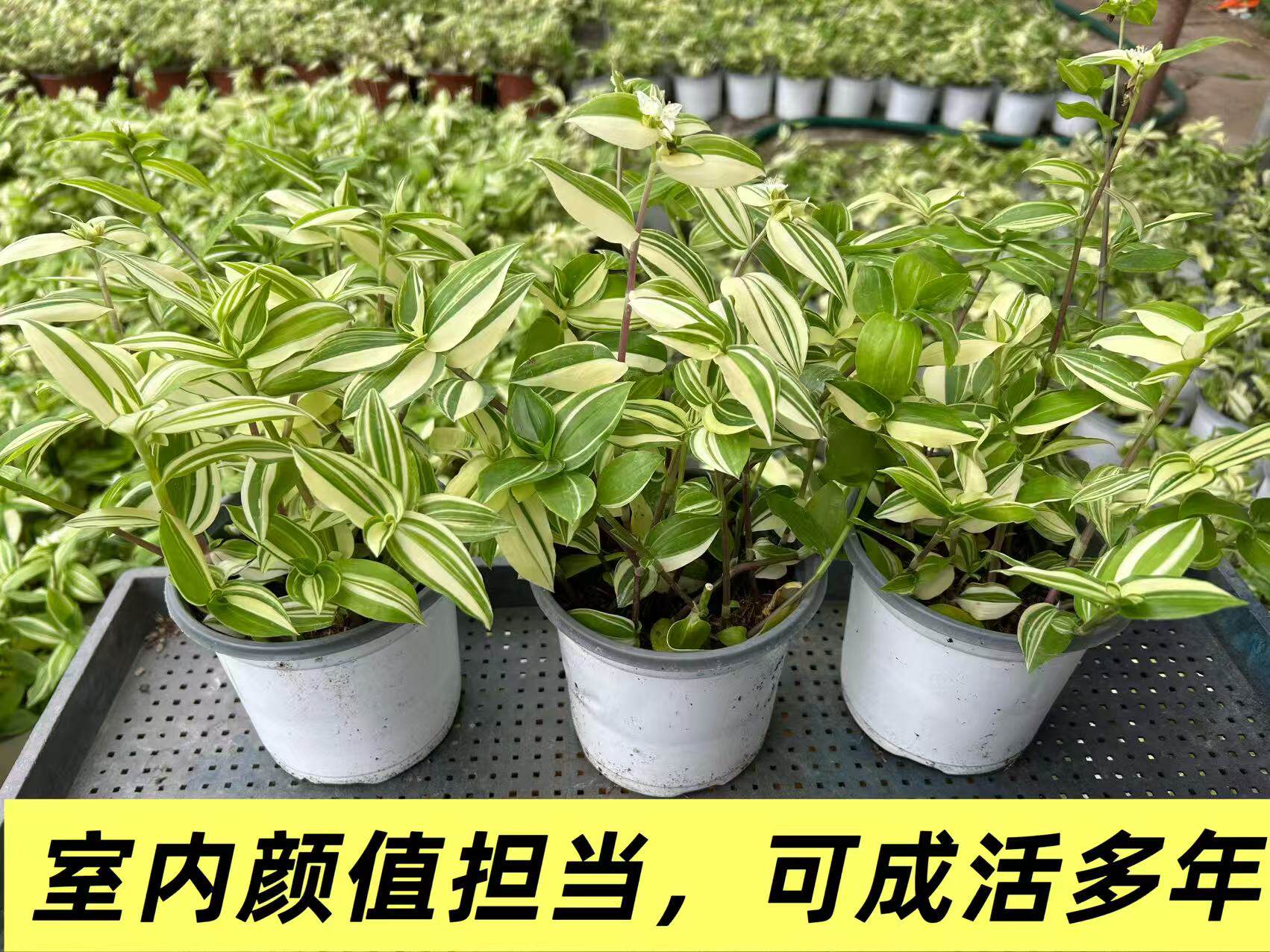 青白玉吊兰花叶吊竹梅阳台庭院盆栽观叶垂吊植物耐旱小绿植