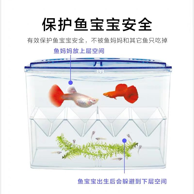 外置独立孵化隔离盒孔雀鱼产卵繁殖观赏鱼专用鱼苗孵化繁育盒