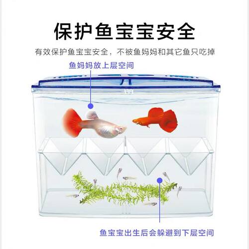 外置独立孵化隔离盒孔雀鱼产卵繁殖观赏鱼专用鱼苗孵化繁育盒