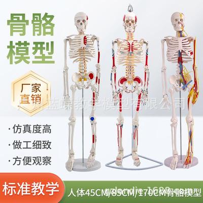 85cm人体骨骼模型170cm全身成人骨架人体模型小骷髅教学脊椎模型