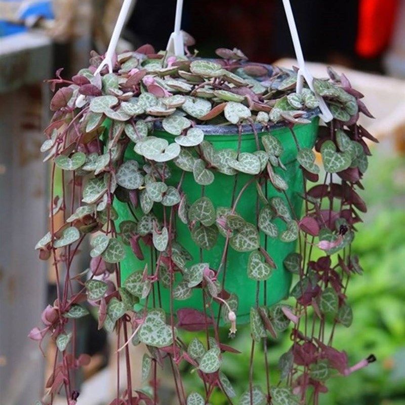多肉盆栽爱之蔓锦藤肉肉蔓爬藤植物吊兰垂吊绿植小盆栽室内外之曼,鲜花速递/花卉仿真/绿植园艺,多肉植物,淘宝优惠券,粉丝福利购,淘宝优惠卷