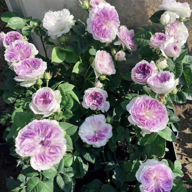 蓝月石月季花苗河本系列中苗新品花多头耐开浓香花卉玫瑰盆栽灌木,鲜花速递/花卉仿真/绿植园艺,月季/蔷薇/玫瑰,淘宝优惠券,粉丝福利购,淘宝优惠卷