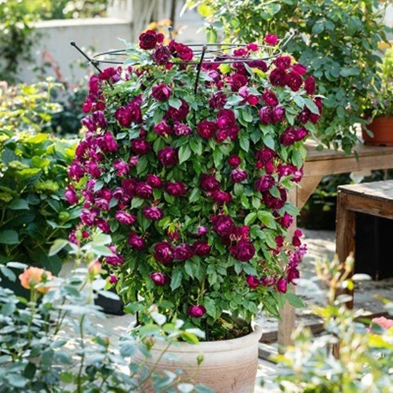 藤本丰花月季雀之舞爬藤蔷薇月季花苗庭院阳台盆栽四季花卉玫瑰花,鲜花速递/花卉仿真/绿植园艺,月季/蔷薇/玫瑰,淘宝优惠券,粉丝福利购,淘宝优惠卷