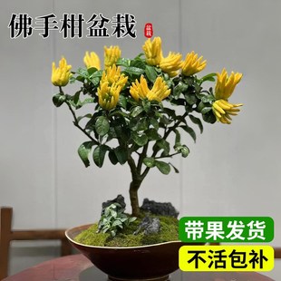 佛手树盆栽带果佛手柑树苗盆景绿植新鲜观赏闻香室内客厅好养植物