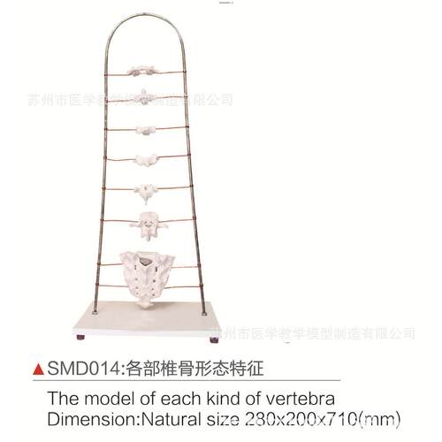 SMD014各部椎骨形态特征