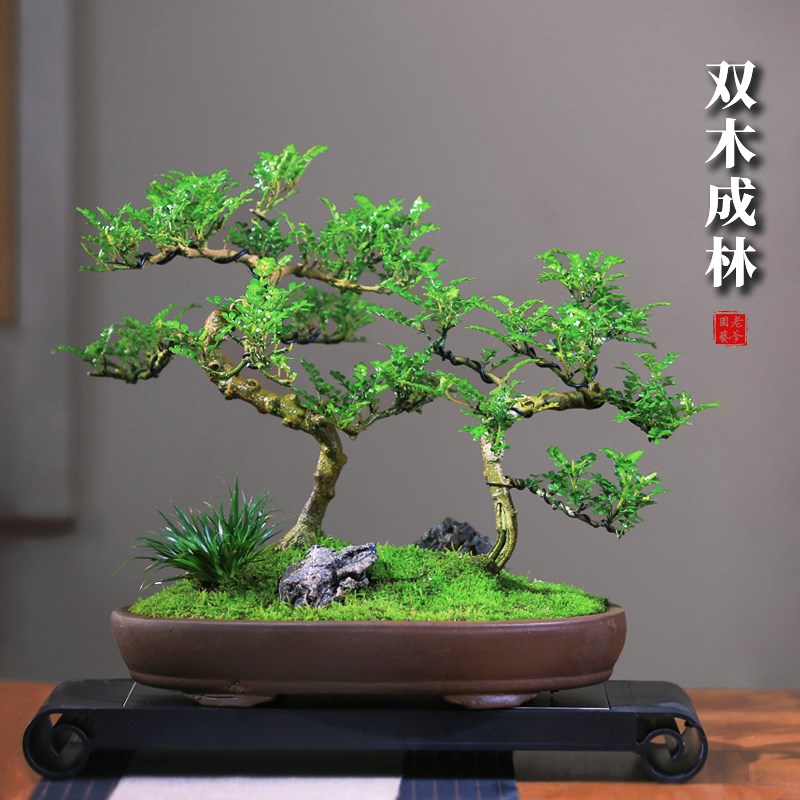 清香胡椒木盆栽花卉室内外驱蚊草植物树苗老桩盆景室外办公室绿植