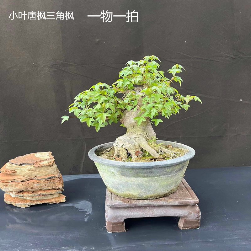 矮霸盆景树桩唐枫盆栽微型红枫植物茶台办公桌三角枫盆景阳台