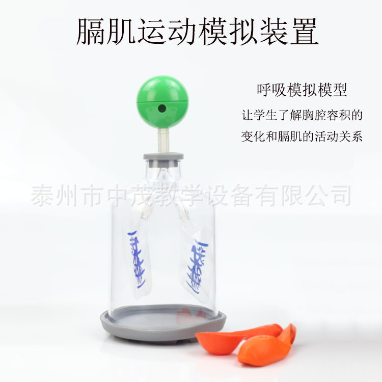 膈肌运动模拟器手动 带球 肺呼吸系统模型中学生物实验器材模型
