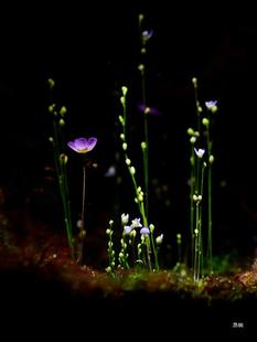 「空城里」小白兔狸藻小蓝兔禾叶瓦堡苔藓桌面微景观造景食虫植物