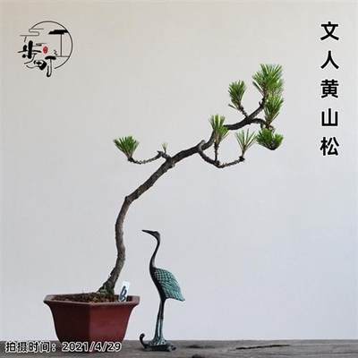 黄山松茶桌盆景造型盆栽微型植物老桩迎客松室内阳台好养一物一拍