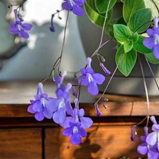 耐热爆花推荐 蓝色海豚花苗 垂吊多年生耐旱室内阳台植物苦苣苔