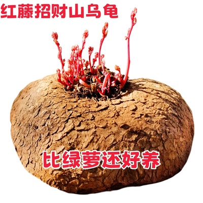 红藤招财山乌龟植物金不换小圆叶盆栽云南多肉花卉水培爬藤绿植物