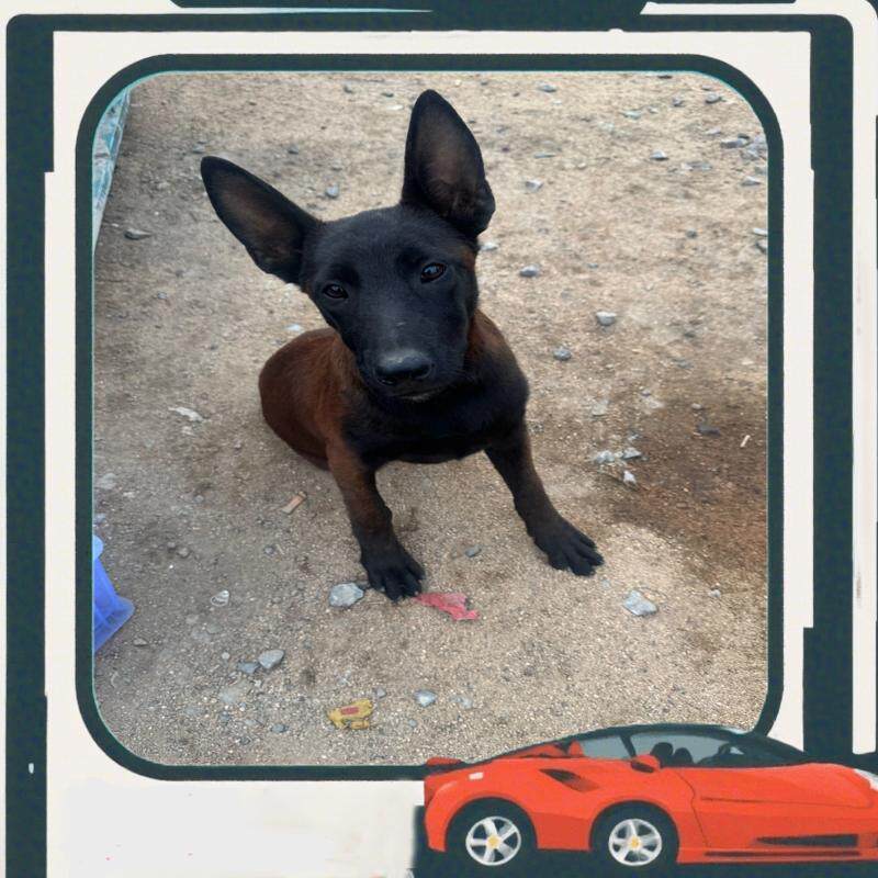 议价自家马犬 三个月 纯种马犬黑脸 做了体内驱虫，疫苗已打