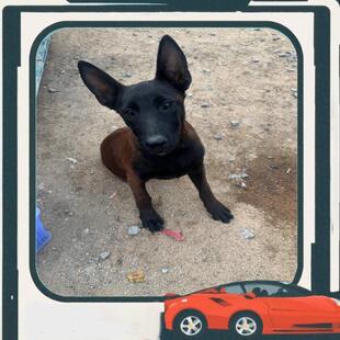 议价自家马犬 三个月 纯种马犬黑脸 做了体内驱虫,疫苗已打