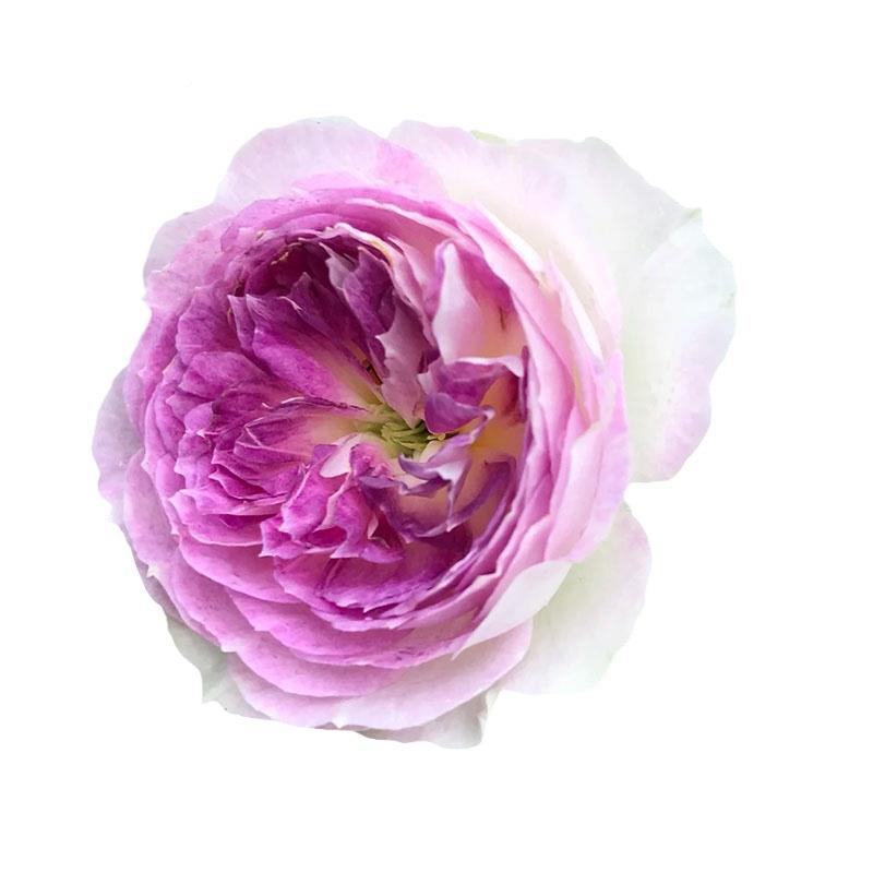 月浓石月院花花花香台季瑰多季开阳庭无品牌/月蓝季勤花苗花切大