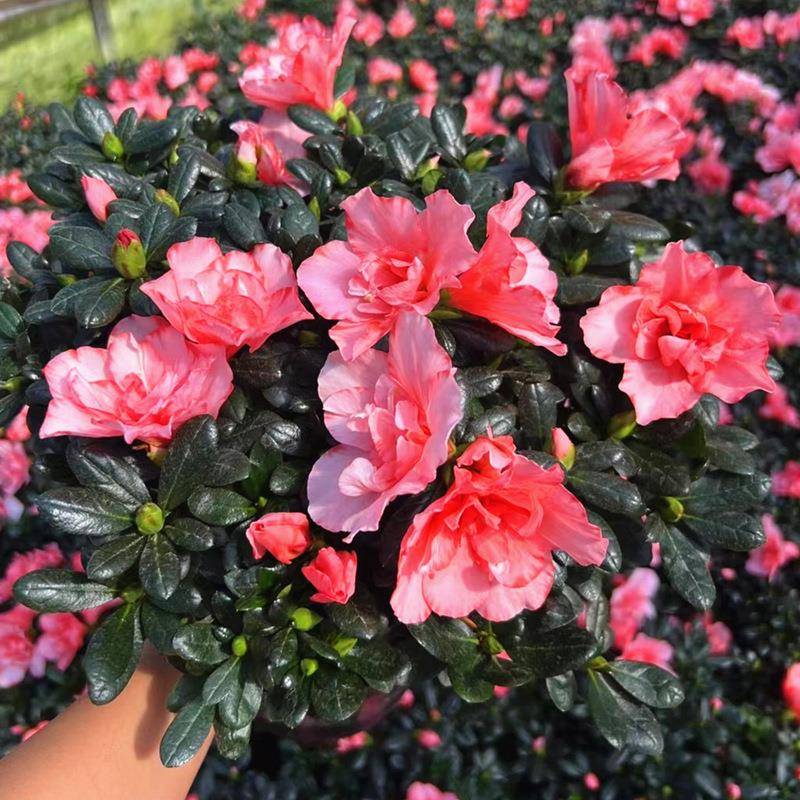 杜台花栽带阳趣鹃苞木本四季开净花花卉盆窗花台园花化无品牌/味