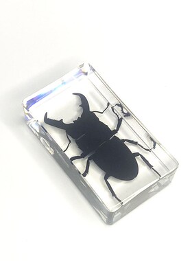 极速真实树脂昆虫标本q真虫甲虫蜘蛛锹甲天牛蝎子螳螂蜥蜴琥珀标