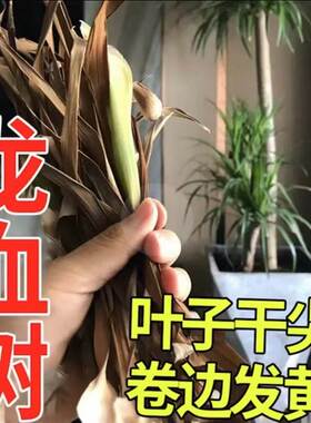极速龙血树专用肥料龙须树发财树盆栽通用型治P叶斑根腐病褐斑病
