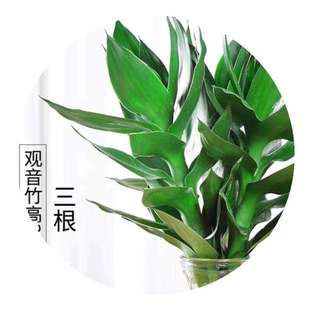 极速家里盆栽植物 客厅富v贵竹水养玻璃花瓶水培室内绿植花卉四季