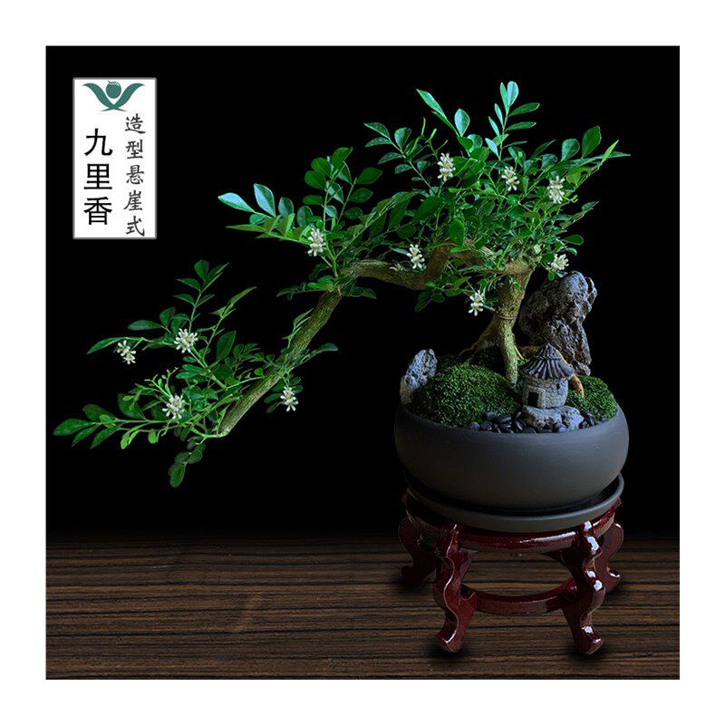 极速九里香盆栽室内植物办公室绿植D小老桩客厅桌面好养活四季花