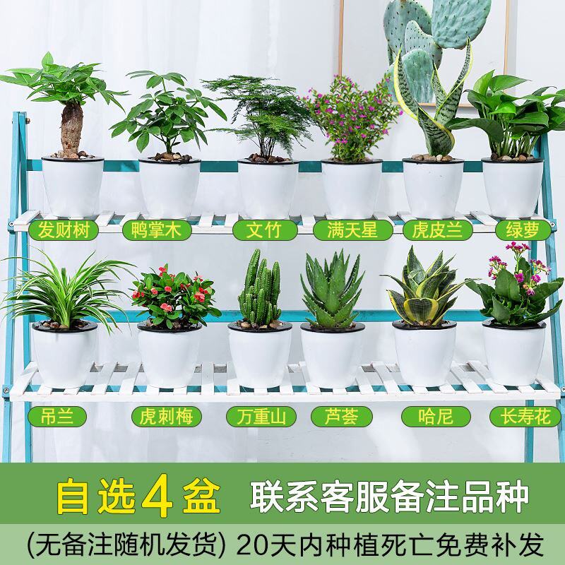 极速Phnom Pehnal grecen plant plant planting tiger lem anti-