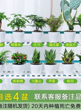 极速Phnom Pehnal grecen plant plant planting tiger lem anti-