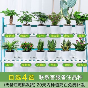 极速Phnom Pehnal grecen plant plant planting tiger lem anti-