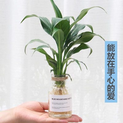 极速不喜欢阳光的绿植喜阴植物盆栽室内易活花卉R耐寒客厅懒人桌