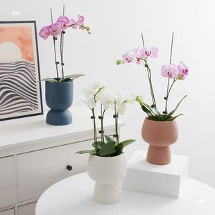 网红蝴蝶兰花盆套盆高脚兰花花盆陶瓷家用单支文心兰花瓶