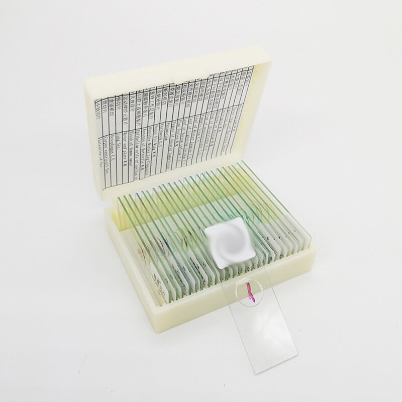 43411水螅带芽整体装片 中学生物教学教具实验动物显微玻片标本